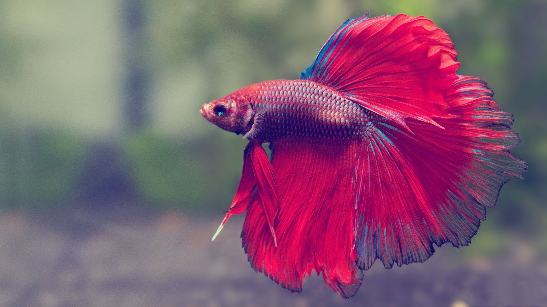 Betta Fish Care